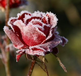 Frozen Rose - Obrázkek zdarma pro iPad