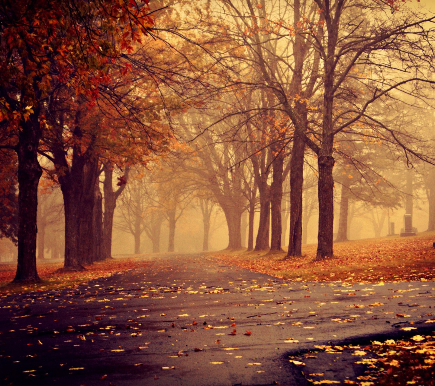 Das Park In Autumn Wallpaper 1440x1280