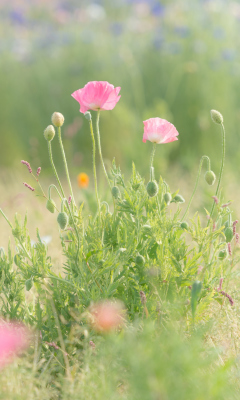 Sfondi Pink Poppy Flowers 240x400