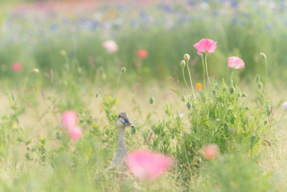 Pink Poppy Flowers - Obrázkek zdarma pro HTC Desire
