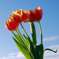 Fondo de pantalla Tulips Bloom 208x208
