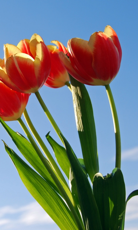 Обои Tulips Bloom 480x800