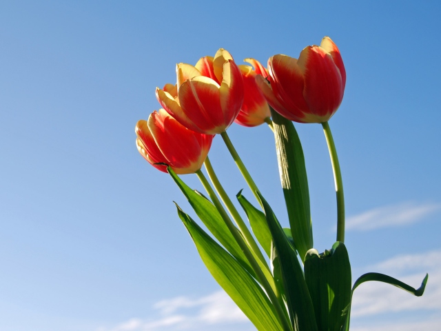Das Tulips Bloom Wallpaper 640x480