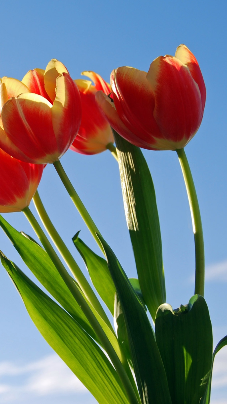 Fondo de pantalla Tulips Bloom 750x1334