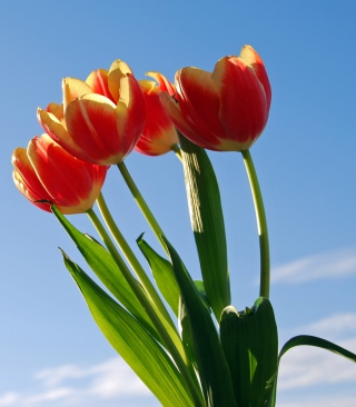 Tulips Bloom - Obrázkek zdarma pro iPhone 4S