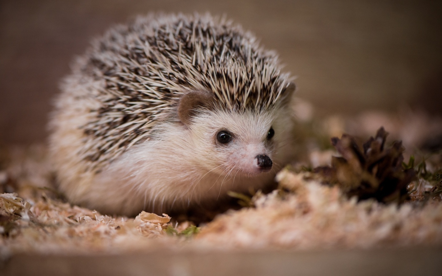 Hedgehog wallpaper 1440x900