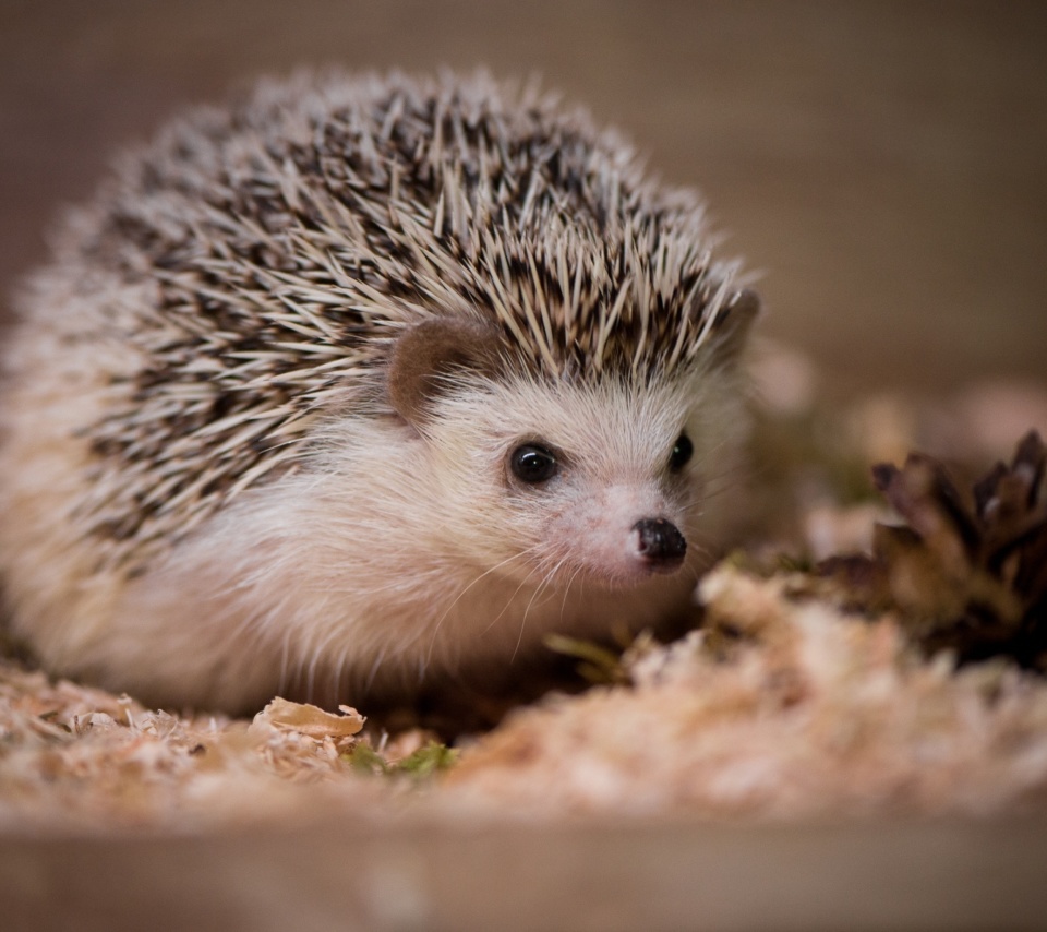 Hedgehog wallpaper 960x854