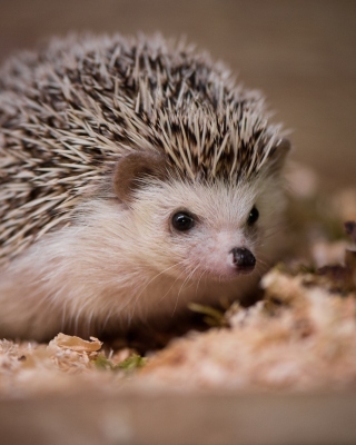 Hedgehog - Fondos de pantalla gratis para 640x1136