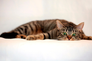 Surprised Cat - Obrázkek zdarma pro HTC One