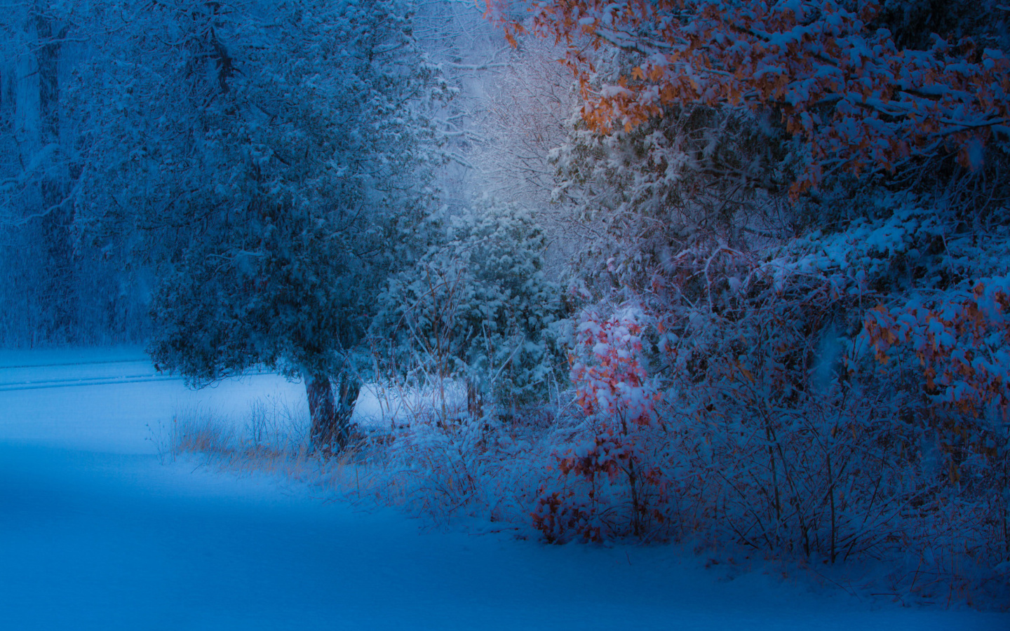Screenshot №1 pro téma Snowfall in the park 1440x900
