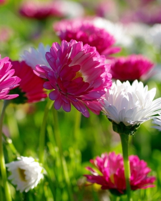 Field Flowers - Obrázkek zdarma pro 480x800