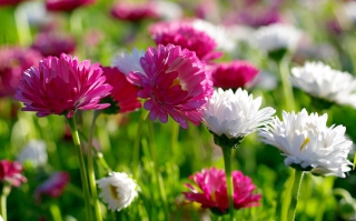 Field Flowers sfondi gratuiti per Samsung Galaxy S4