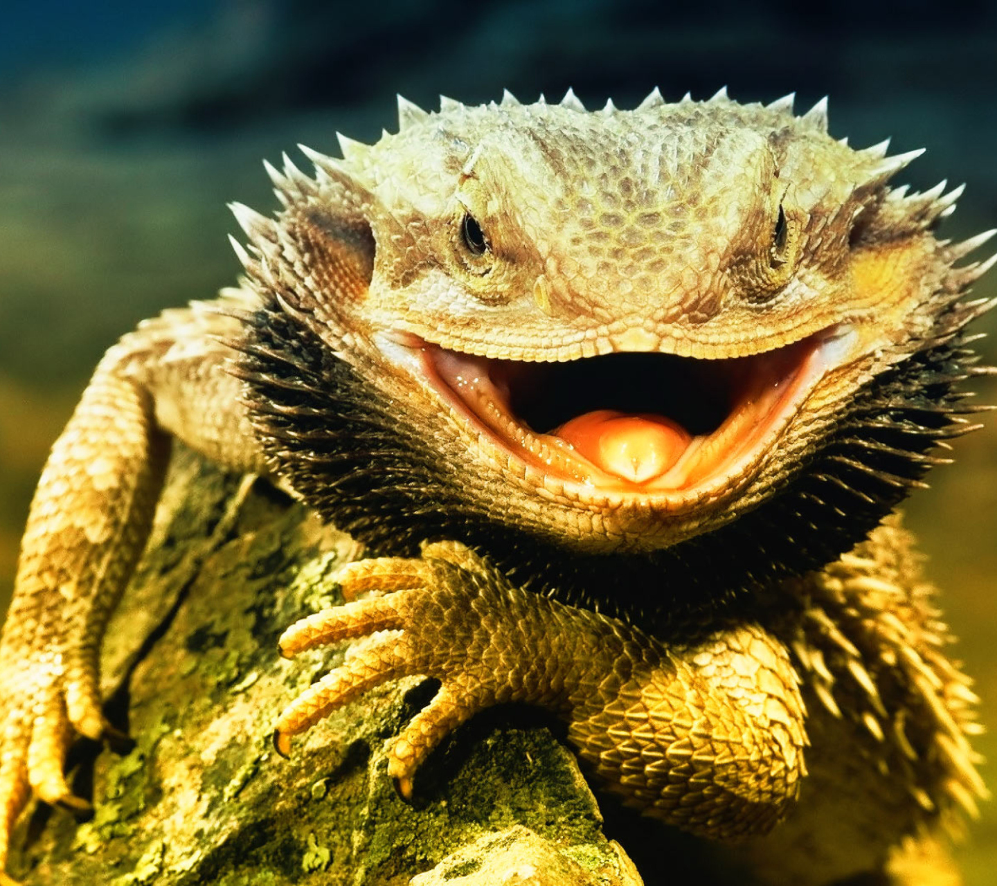 Fondo de pantalla Lizard Dragon 1440x1280
