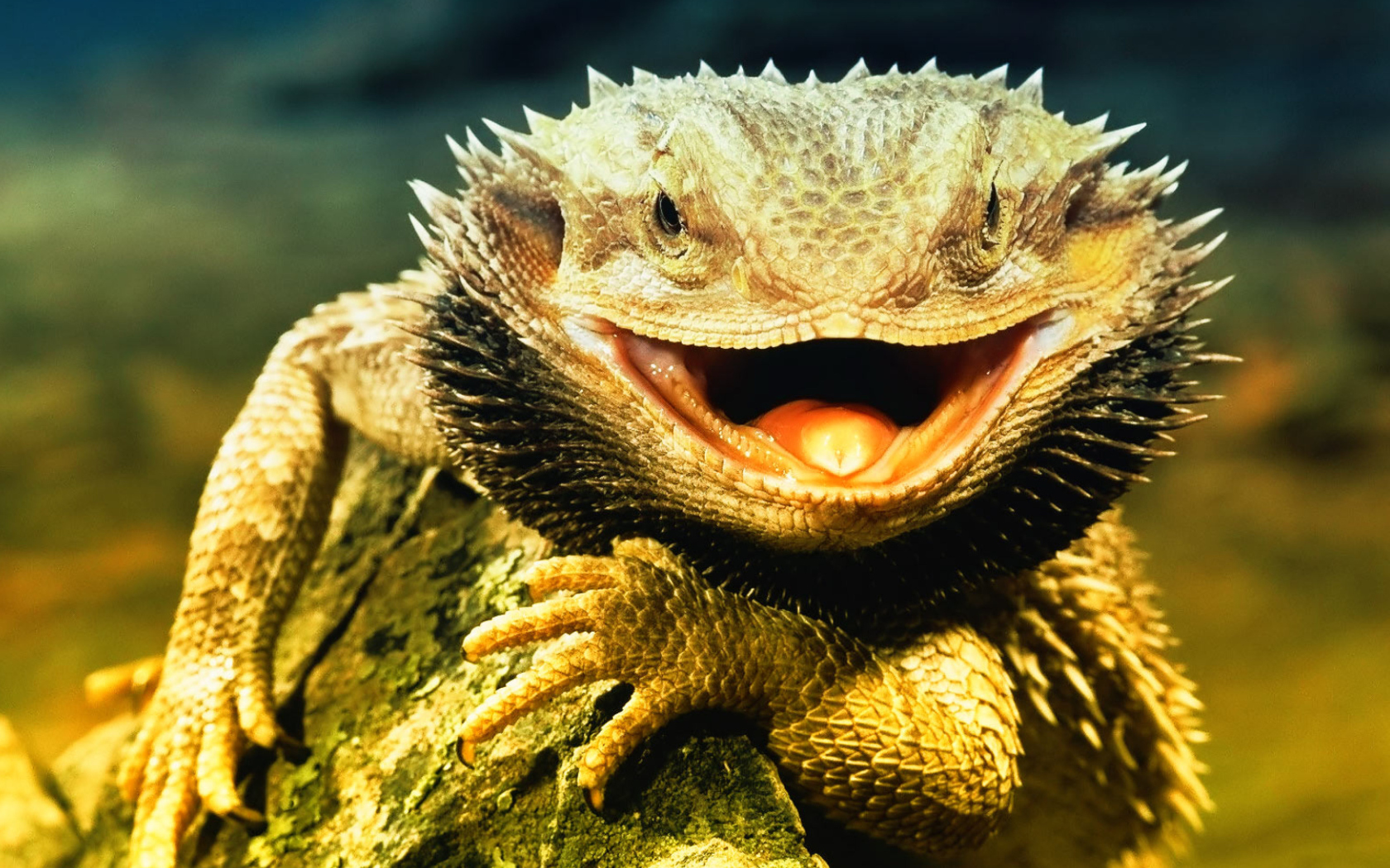 Fondo de pantalla Lizard Dragon 1680x1050