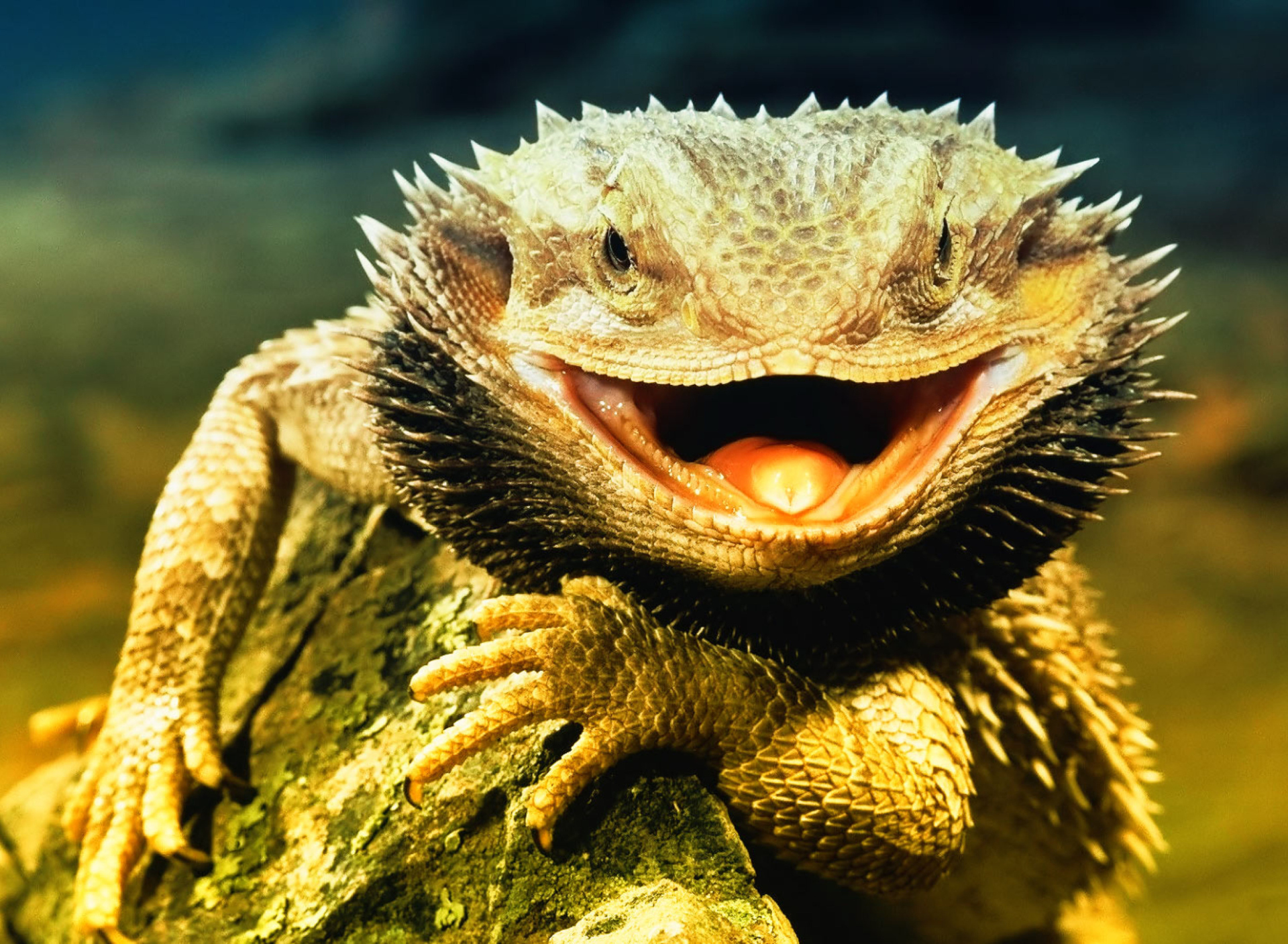 Обои Lizard Dragon 1920x1408