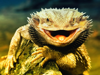 Das Lizard Dragon Wallpaper 320x240