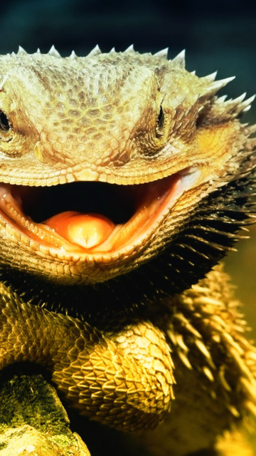 Fondo de pantalla Lizard Dragon 360x640