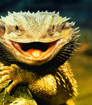 Kostenloses Lizard Dragon Wallpaper für Nokia X6