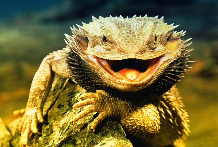 Screenshot №1 pro téma Lizard Dragon