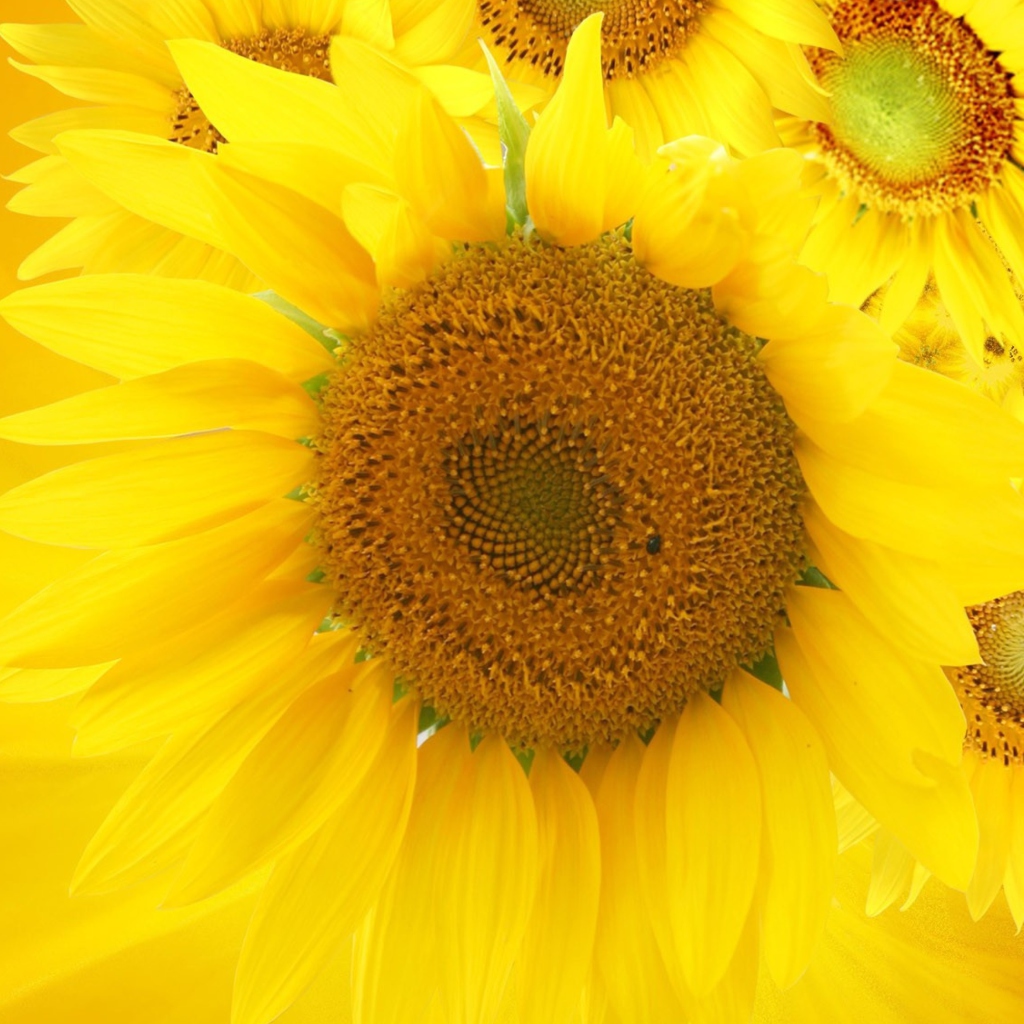 Screenshot №1 pro téma Sunflowers 1024x1024
