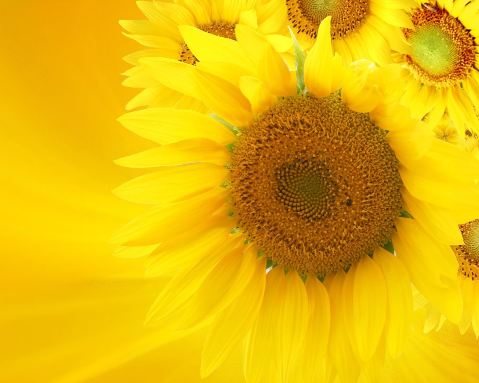 Screenshot №1 pro téma Sunflowers 1600x1280