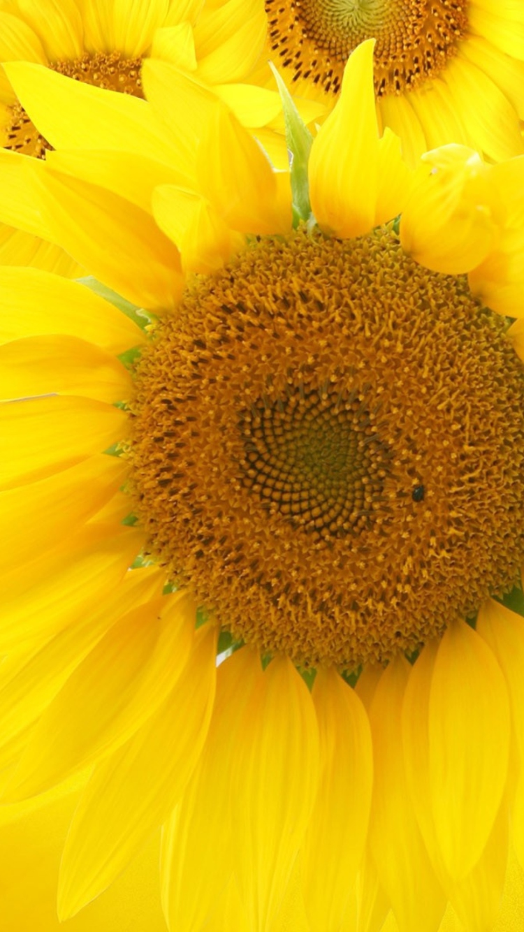 Screenshot №1 pro téma Sunflowers 750x1334