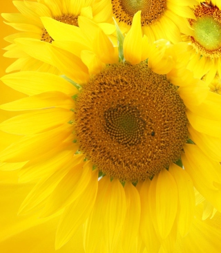 Sunflowers sfondi gratuiti per Nokia X7