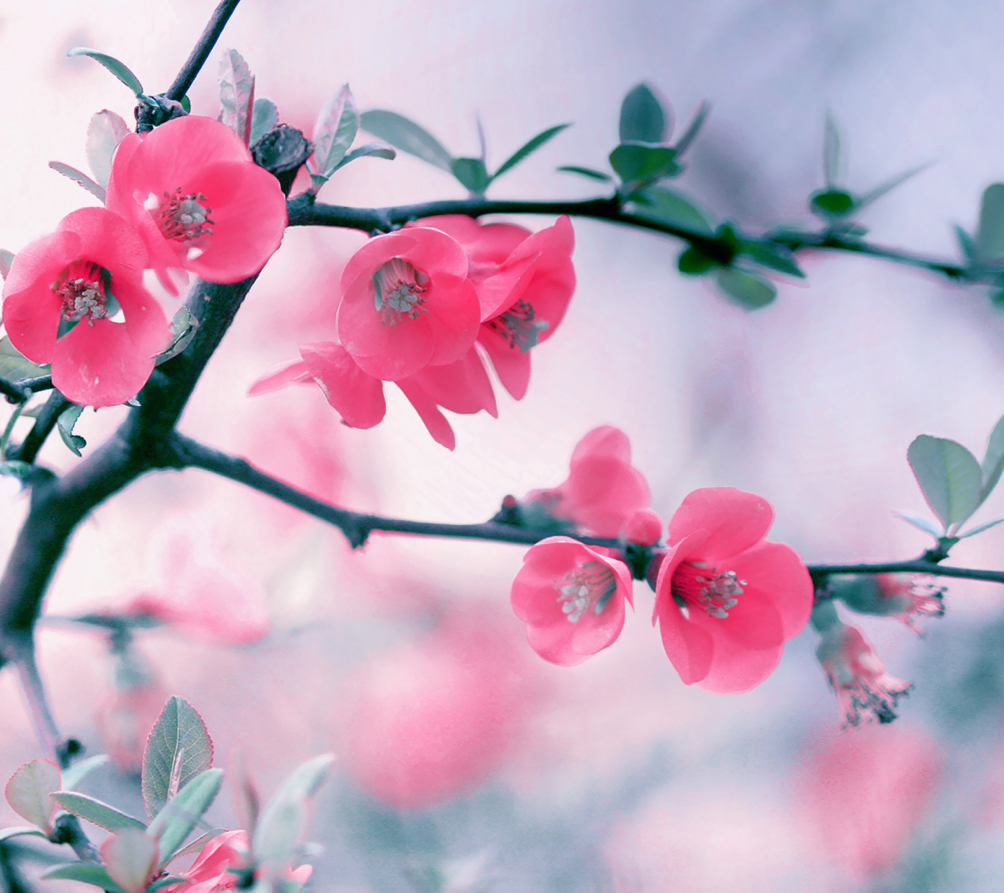 Das Pink Blossom Wallpaper 1440x1280