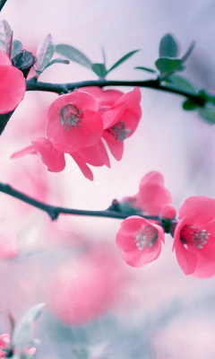 Screenshot №1 pro téma Pink Blossom 240x400