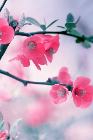 Fondo de pantalla Pink Blossom 320x480