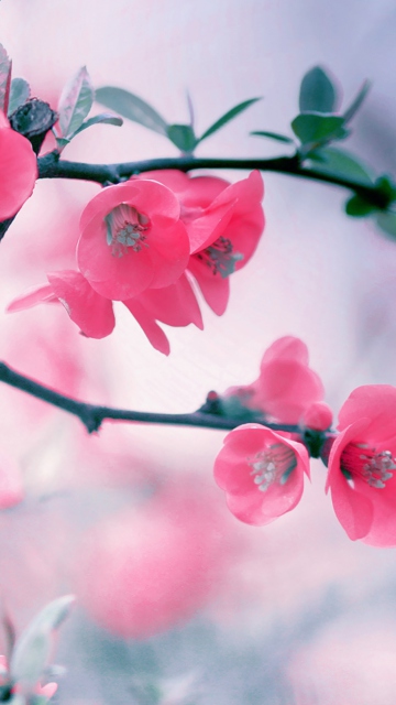 Das Pink Blossom Wallpaper 360x640