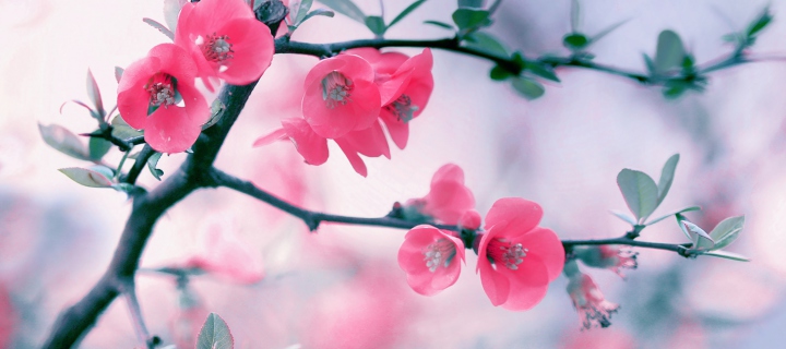 Sfondi Pink Blossom 720x320