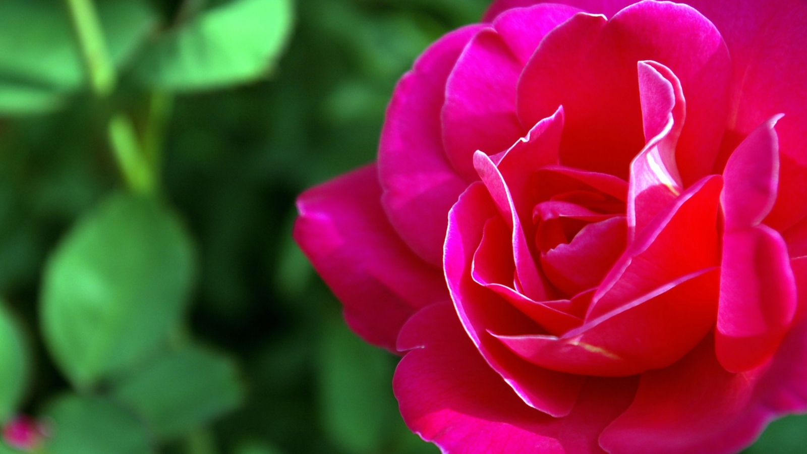 Sfondi Delicate Rose 1600x900