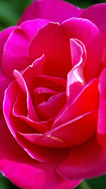 Sfondi Delicate Rose 360x640