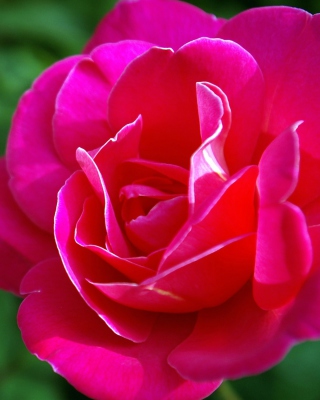 Delicate Rose - Obrázkek zdarma pro iPhone 4