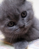 Screenshot №1 pro téma Gray Kitten Close Up 128x160