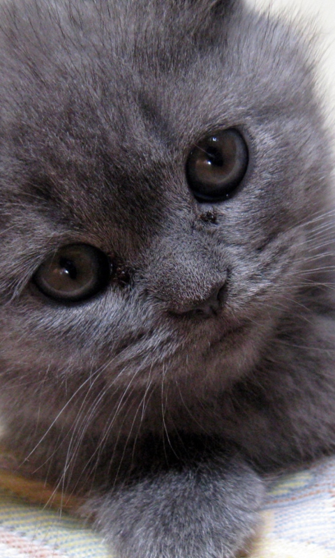 Screenshot №1 pro téma Gray Kitten Close Up 480x800