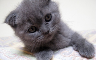 Gray Kitten Close Up sfondi gratuiti per 1680x1050