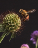 Обои Bee And Flower 128x160