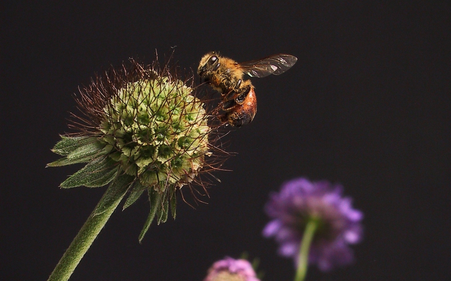 Fondo de pantalla Bee And Flower 1440x900