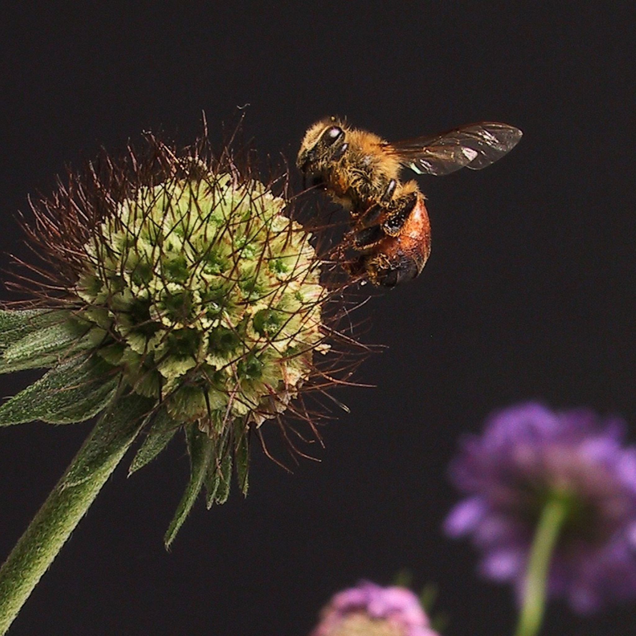 Fondo de pantalla Bee And Flower 2048x2048