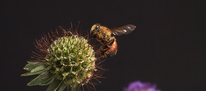 Bee And Flower screenshot #1 720x320