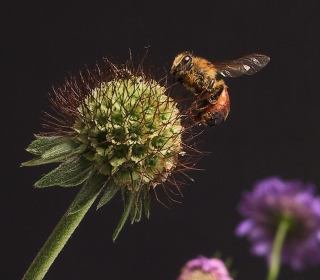 Bee And Flower - Obrázkek zdarma pro 1024x1024