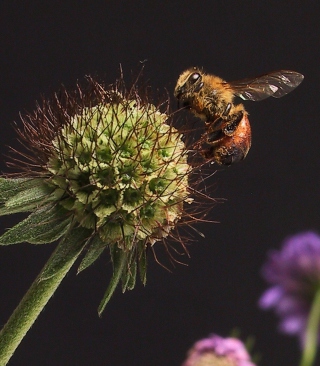 Bee And Flower - Obrázkek zdarma pro Nokia C6