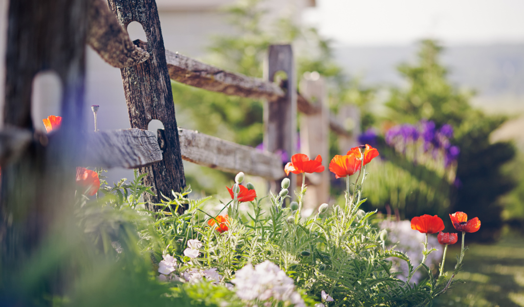 Sfondi Poppy Flowers And Old Fence 1024x600