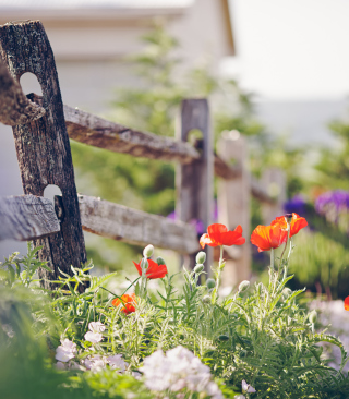 Poppy Flowers And Old Fence - Obrázkek zdarma pro 320x480