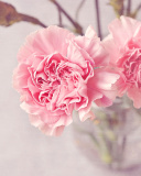 Pink Carnations wallpaper 128x160