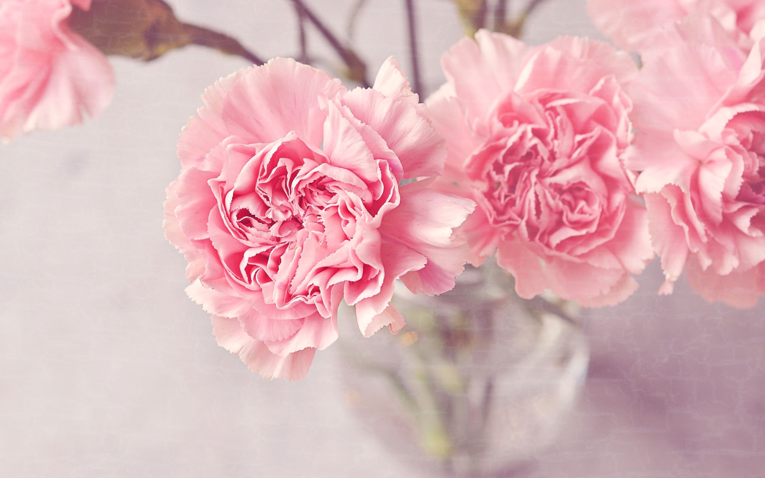 Обои Pink Carnations 2560x1600