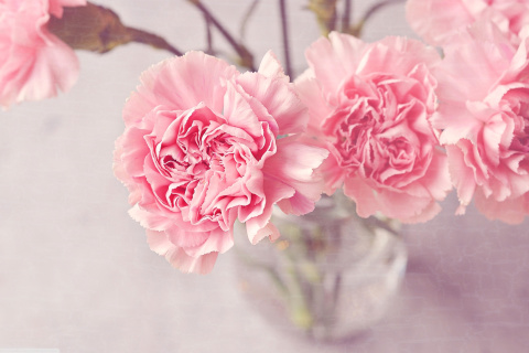 Обои Pink Carnations 480x320