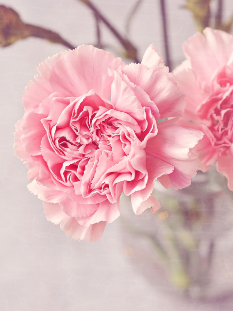 Обои Pink Carnations 480x640